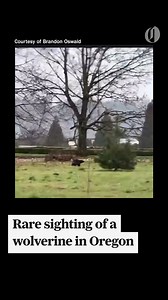 A rare wolverine — perhaps the same one that popped up in Oregon around this time last year — has been spotted in rural Clackamas County, wildlife officials confirmed Monday. Click the link to read more: https://www.oregonlive.com/clackamascounty/2024/02/wolverine-spotted-in-barlow-marking-reappearance-for-animal-rare-in-oregon.html Video courtesy of Brandon Oswald #Wolverine #Oregon | The Oregonian