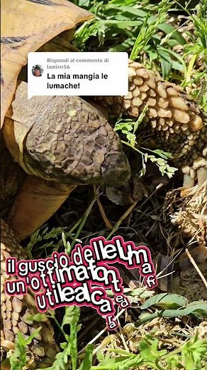 Perché le TARTARUGHE mangiano le LUMACHE? 🐢🐌 #ASMR #shorts