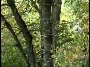 22' Skyscraper Ladder Stand By Ameristep