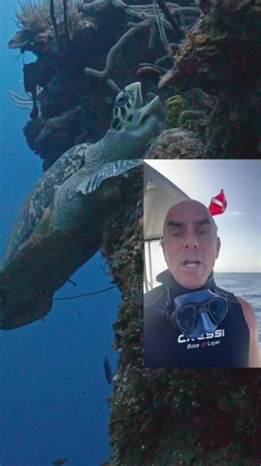 Amazing Hawksbill Turtle Behavior in the Cayman Islands