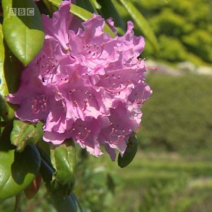 10K views · 221 reactions | Thirty years on from the Piper Alpha disaster, which claimed the lives of 167 people, the Memorial Garden in Aberdeen is a place for quiet reflection. More: bbc.in/2MU1Z5I | BBC Scotland News | Facebook