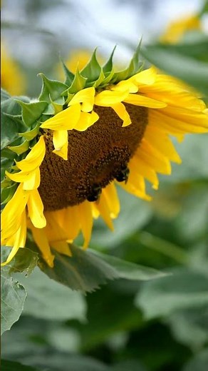 Bees See Colors Humans Can’t!