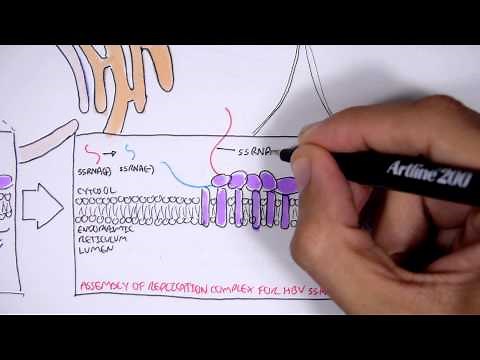 Microbiology - Hepatitis C Virus