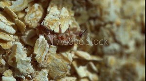 a young beetle lying on its back tries to roll over and stand on its paws. an insect in oat flakes, a parasite pest that eats human food. beetle crunch flour. macro close-up view from the top