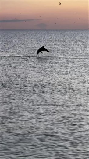 Happy Friday from Lovers Key. This delightful dolphin has us jumping into the weekend! 🐬 🎥 Ranger Gerega #flstateparks #loverskey #gulfofmexico #dolphin #wildlife #islandlife | Lovers Key State Park- Park Site