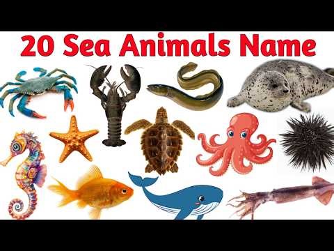 20 Sea Animals Name for Kids | Ocean Animals in English with Pictures | Educational Video for kids