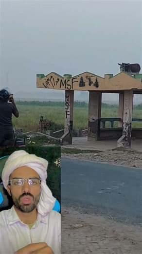 The Donkey Who Thought He Was a Pigeon: Funniest Thing You'll See Today!