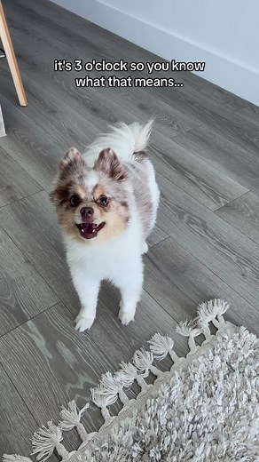 it’s bully o’clock. | Louis The Pomsky Official