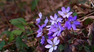 「雪割草」の写真素材 | 837件の無料イラスト画像