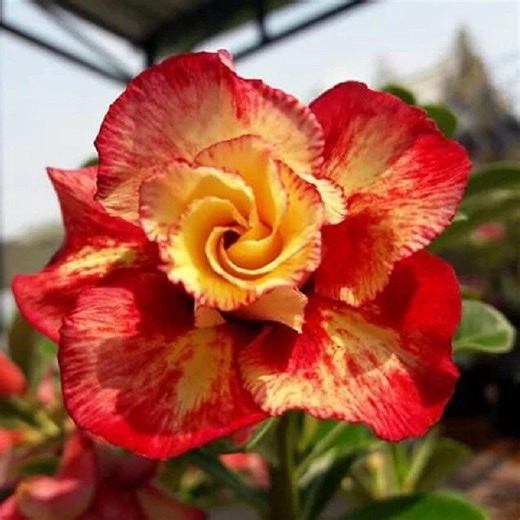 4 Seeds Red Orange Desert Rose | Rare Adenium Color Variety | Exotic Succulent Plant Gift - Etsy