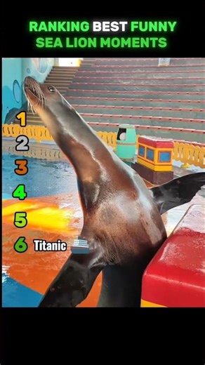 Funny Sea Lion Moments 🦭😂💀 #RANKRIOT #Funny