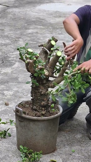 How to Prune Jade Plant for Thicker & Bushier Growth