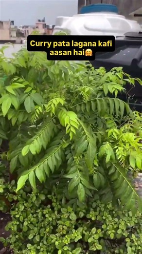 🌿 Curry Patta Growth Hack!