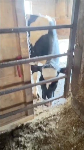 She said “no ma’am”😆…#shortvideo #funny #cow