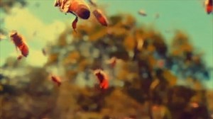 45 reactions · 13 shares | Bees have so much to teach us about...