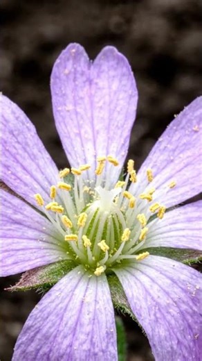 Watch This Stunning Flower Bloom in Seconds | Macro Timelapse 4K