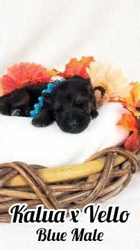 Kalua's 2 Weeks Blue Collar Male Puppy #germanshepherd