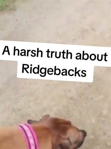 The Truth About Rhodesian Ridgebacks and Rain