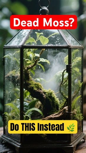 Why Your Moss Terrarium Is Dying (and How to Fix It Fast!) 🌱#shorts