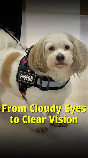 Phoebe, a 7-year-old Lhasa Apso developed cataracts when she was just 4 years old. Her family was worried she might lose her vision. After consulting with our team at The Eye Vet, Phoebe underwent two successful eye surgeries. Phoebe now enjoys a clearer, brighter vision ✨. We’re so grateful to have been part of Phoebe’s journey—and we’re here for every pet parent who wants to give their furry friend the gift of sight. 💕👁️ 👉 At The Eye Vet, every story matters. Every pet deserves to see the w