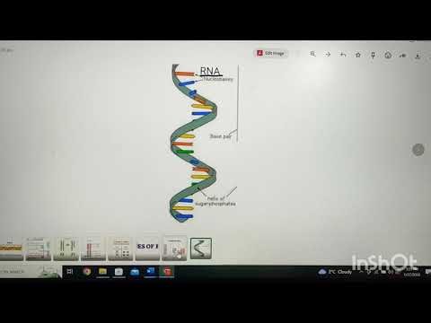 RNA ( RIBONUCLEIC ACID) and its TYPES