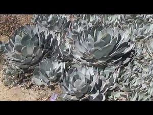 Succulents: Agave Parryi var Truncata