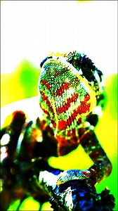 Salamander Syndicate is the 4th track on the new Honey Roy Band Album. This crime jazz piece opens with a sample from Jerry Goldsmith’s Theme from the Sand Pebbles that I recorded right off the record and pitched up to match the song. Stephen Horning played guitar and produced this upbeat instrumental track featuring the Hammond organ covering the bass line and melody. The tune is available on Spotify, Apple Music, Bandcamp, and YouTube. | Honey Roy