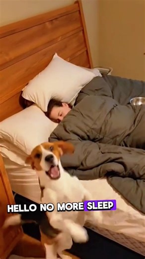 WAIT… why do ALL dogs do this?! 😳🐶#dogsoftiktok