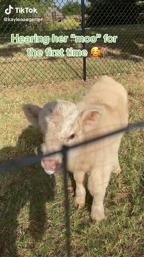 Adorable Baby Highland Cow's First Moo | Heartwarming Moment