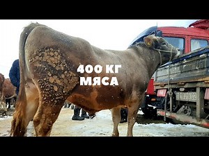 Көктемде Баға басқа болады🔥🔥 УЗЫНАГАШ базар 16.02.2020 Алматы