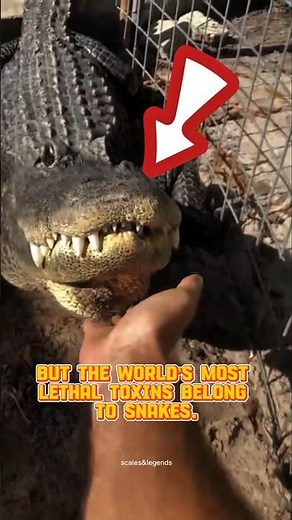 Crocodile vs Snake: Which Is More Dangerous? #wildlife #facts #shorts