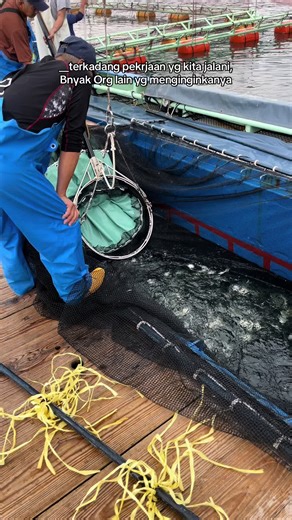 Proses Budidaya Hamachi di Jepang: Panduan Lengkap