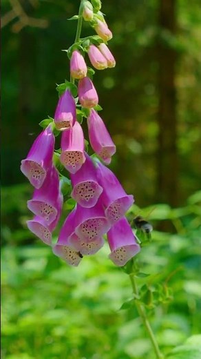 Blooming flowers, Beautiful Nature!