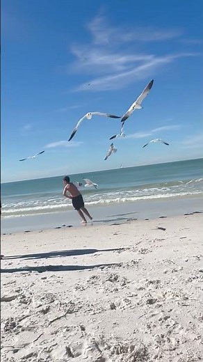 Seagulls Chase Boy for His Beach Snack