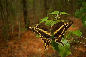 Recovering the Schaus’ swallowtail