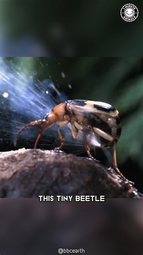 218K views · 2.9K reactions | Bombardier Beetle 者 This Bug SHOOTS Acid! Tiny but totally savage. This bug doesn’t play around. #bombardierbeetle #wildlife #nature #animalfacts | 1 Minute Animals | Facebook