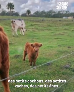 "Aux Etats Unis, 7 familles sur 10 abandonnent leur animal dans les premiers mois" 🐷 On vous explique tout sur cette tendance problématique : les animaux miniatures ! #LaGrandeSemaine, en streaming sur M6 : https://bit.ly/3y9c4IX | M6