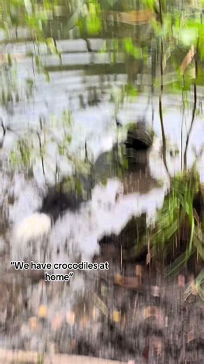 Discovering the Cutest Crocodile Encounter