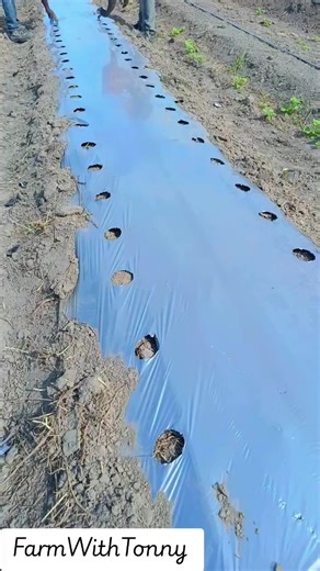 Laying mulching paper and planting