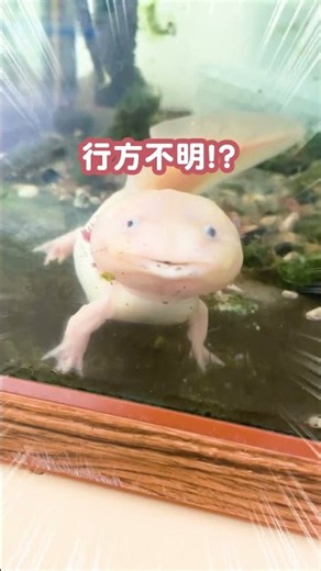 13歳の長寿ウーパールーパーが行方不明！？