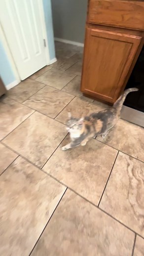 ㅤdaphne (@fatdaphne)’s videos with original sound - yeajc