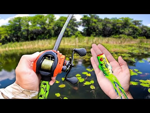 RECORD Day of TOPWATER Fishing!!! (GIANT BASS)