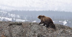 How to use bear spray and live to tell the tale