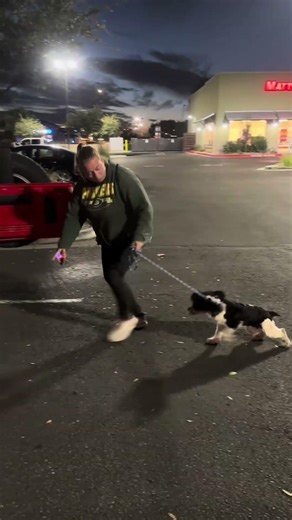 1 yr Cocker Spaniel Auggie ~ Best Cocker Spaniel Trainers ~ Off Leash K9 Training Phoenix