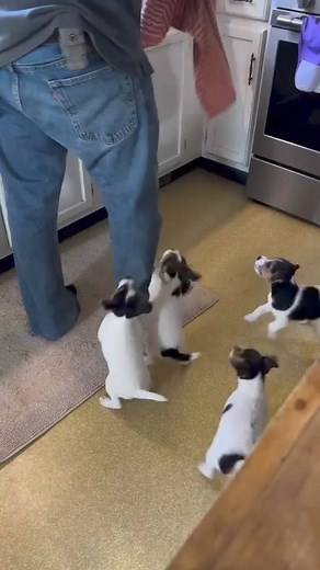 42K views · 1.3K reactions | So Funny Dog殺 #jackrussell #jackrussellterrier #jackrussellsofinstagram #jackrussellofinstagram #puppy #puppylove #love #likeforlikes #viralfbreels #dog #doglife #jackrussellmoments #viralreelsfb #dogsofinstagram #dogs #cutebaby #cute #jackrussellfamily | Jack Russell Lovers | Facebook