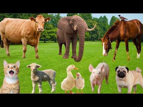 Farm Animal Sounds: Pig, Cow, Chicken, Horse, Sheep, Duck, Dog, Cat-Animal Discovery