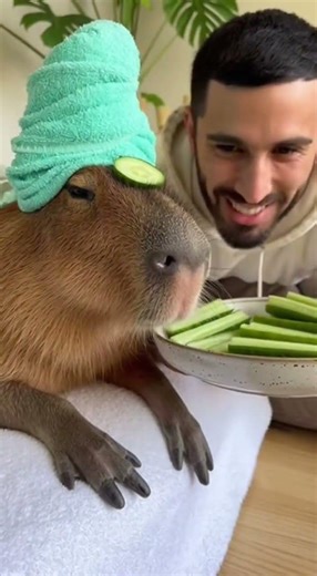 Capybara and Cucumber Spa and Cucumber Snacks