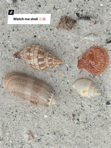 How crazy is that huge olive !! 🫒 #beachfinds #beachcombing #shelling #floridashells #shells