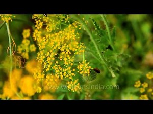 Dill flowers in bloom : Nehru Garden, Delhi