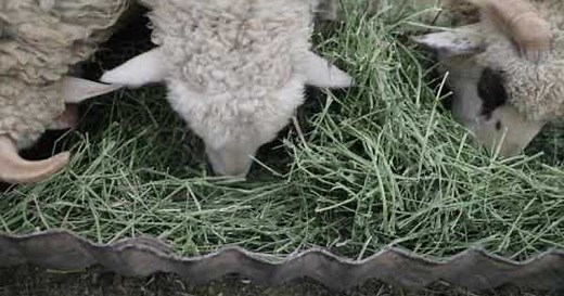 Column One: Navajo shepherds cling to centuries-old tradition in a land where it refuses to rain